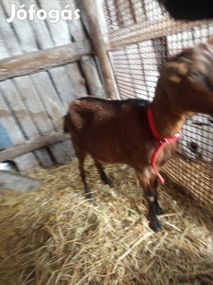 nösteny kecskek