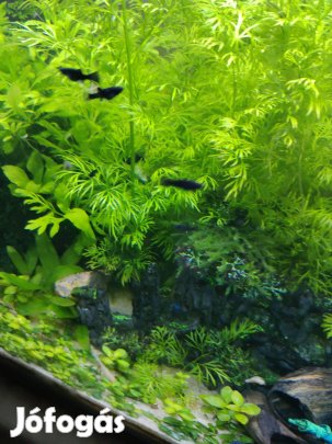 növendék fekete moli