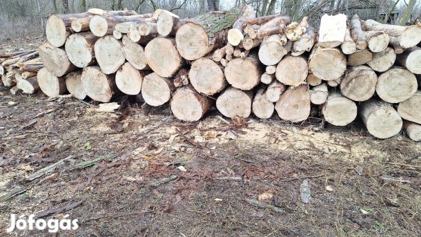 nyár tűzifa eladó