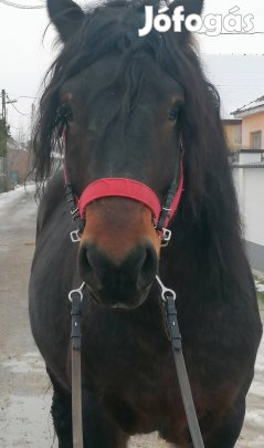 nyereghejen sütött hideg vérű csődör 
