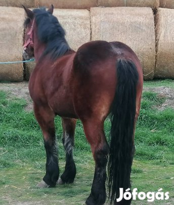 nyereghejen sütött hideg vérű kanca 