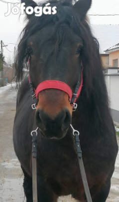 nyereghelyen sütöt hidegveru csödör