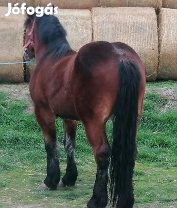 nyereghelyen sutött hidegvérű kanca