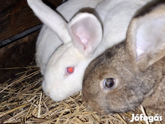 nyúl eladó Sarkadon