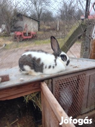 nyulak eladók 