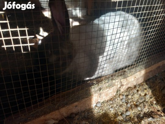 nyúlak költöznének 