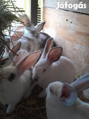 nyulak nyuszik húsvétra  Pápán 