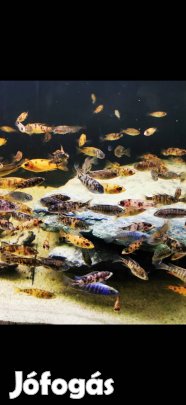 ob császár sügér (akvárium) 