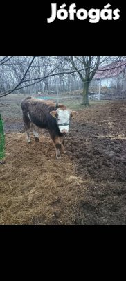 ődi újhelyre költözne vagy csere
