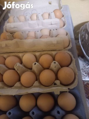 olcsó tojások és keltetőgép eladó 