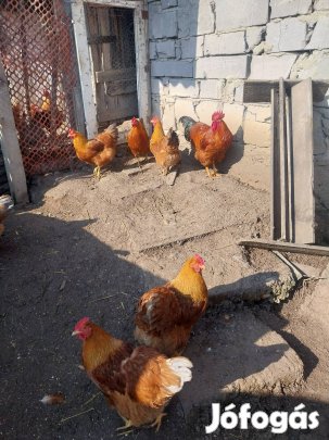 óriás brahma, wyajandoten, new hampshire, rhode Island tojás keltetni 