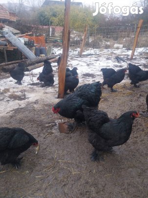óriás brahma családok eladók 1-4ben 