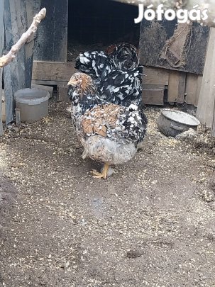 óriás brahma tojás keltetni eladó 