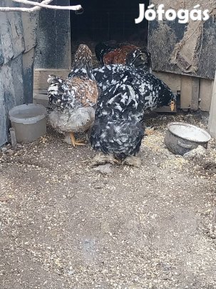 óriás brahma tojás keltetni eladó 