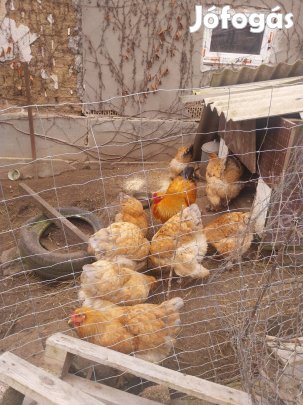 óriás brahma tyúkok eladók 