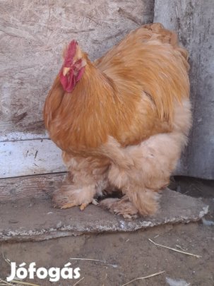 óriás cochin cochinok.