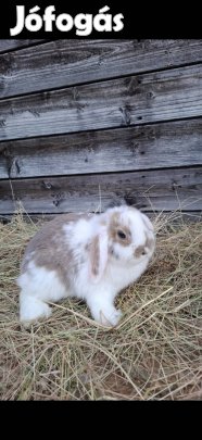 óriás kosorrú / törpe kosorú nyúl 