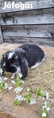 óriás kosorrú nyulak