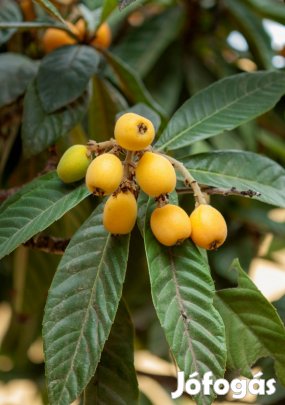 örökzöld japán naspolya 