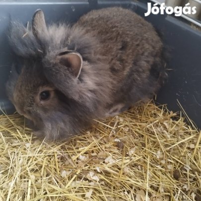 oroszlánfejű törpe nyuszi 