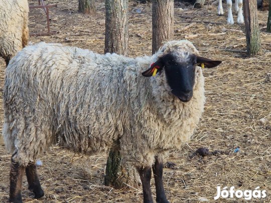 őshonos cigálya jerke eladó 