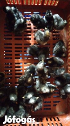 őshonos fogoly színű, kendermagos és sárga csibek