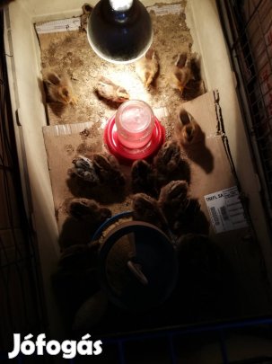 őshonos fogoly szinű és hamburgi pettyes csibék 