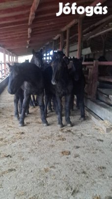 oshonos hidegveru csikok 