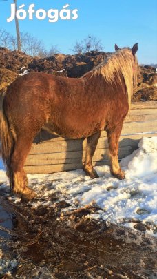 oshonos hidegveru kanca 