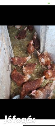 őstermelőtol intenzíven tojó tyúkok kaphatók 8honaposak 