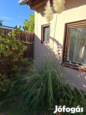 pampafű fehér virágú 