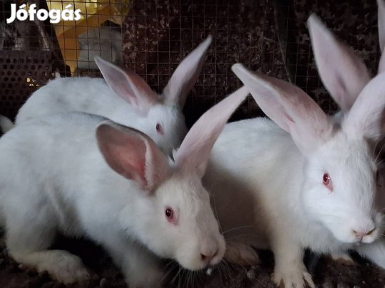 pannon fehér kisnyúl eladó.