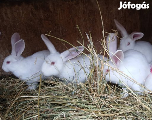 pannon fehér nyulak, 10 hetes