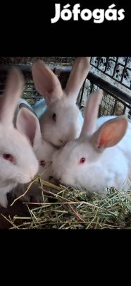 pannon növendék nyúl eladó