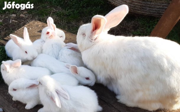 pannonfehér anyanyulak