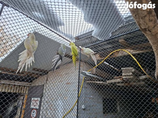 papagáj, papagájok 