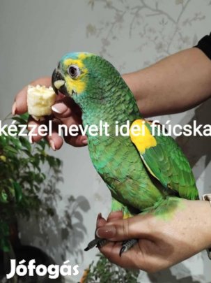 papagáj, papagájok, amazon papagáj 