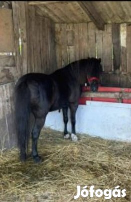 páros pónik eladó vagy csere