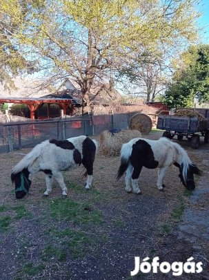 páros pónikancák eladók