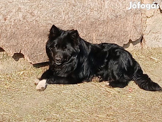 pásztorkutya keverék 6 hónapos kan