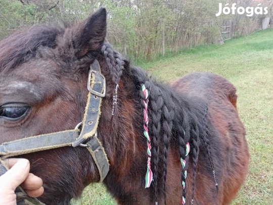 pej ivartalanitot póni eladó 