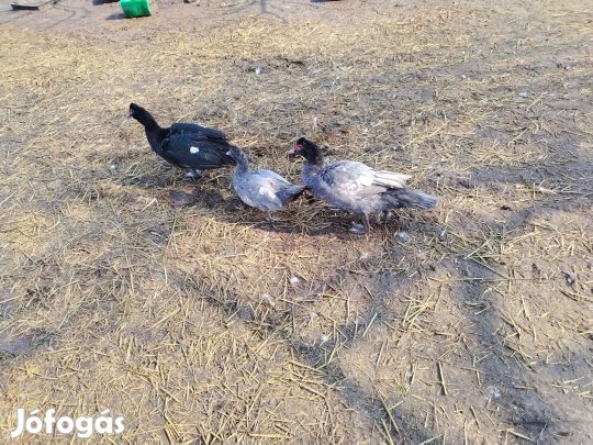 pézsma réce, néma kacsa 