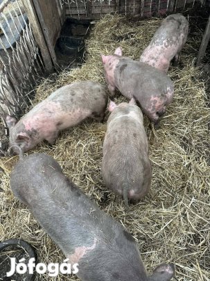 pietrin×duroc süldők 