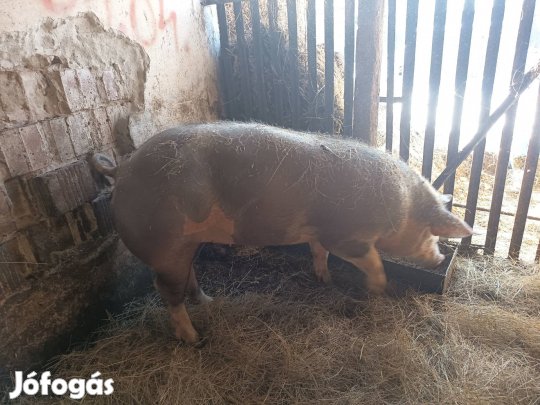 pietrin kocának való hizó 130/140kg ára 900ft vagy egyben 320000