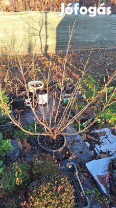 piros ribizli (konténeres)