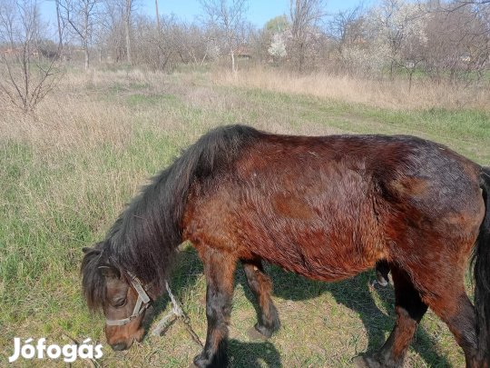 póni eladó póni eladó 