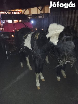 pónik eladók befogva