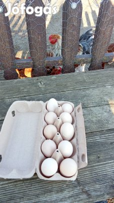 porci brahma tojás