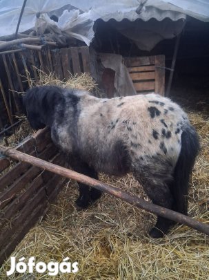 pöttyös póni csődör