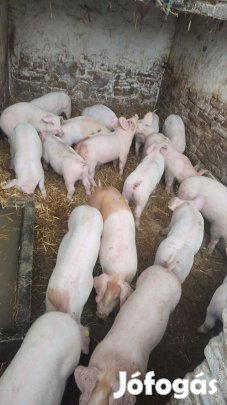 prémium malacok eladók! ?